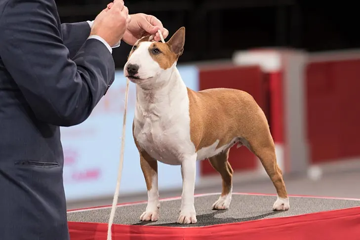 گالری تاریخچه مینیاتور بول تریر (Miniature Bull Terrier)