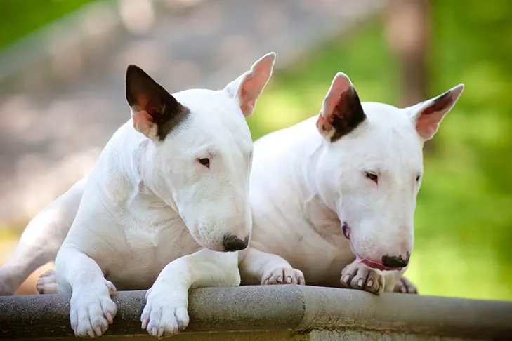 گالری تاریخچه مینیاتور بول تریر (Miniature Bull Terrier)