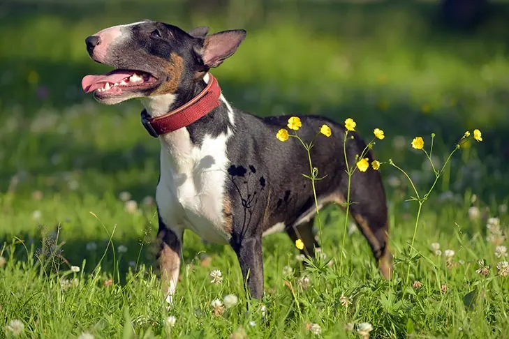 گالری تاریخچه مینیاتور بول تریر (Miniature Bull Terrier)