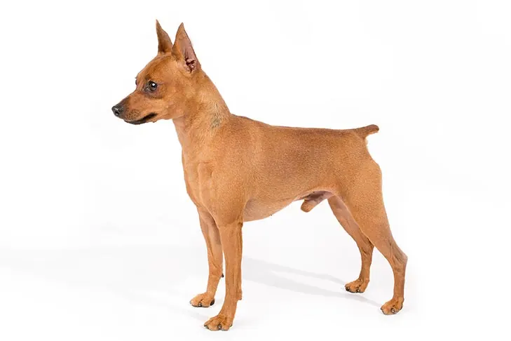 مینیاتور پینچر (Miniature Pinscher)