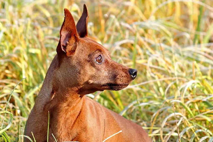 Miniature Pinscher