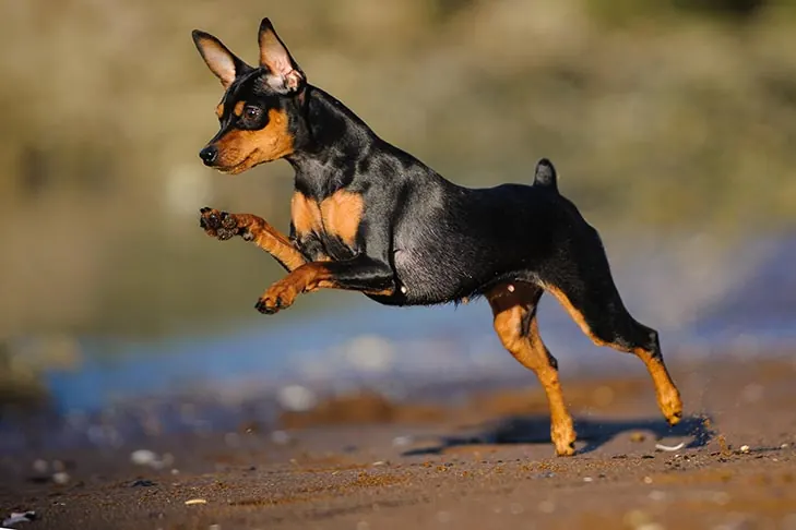 مینیاتور پینچر (Miniature Pinscher)