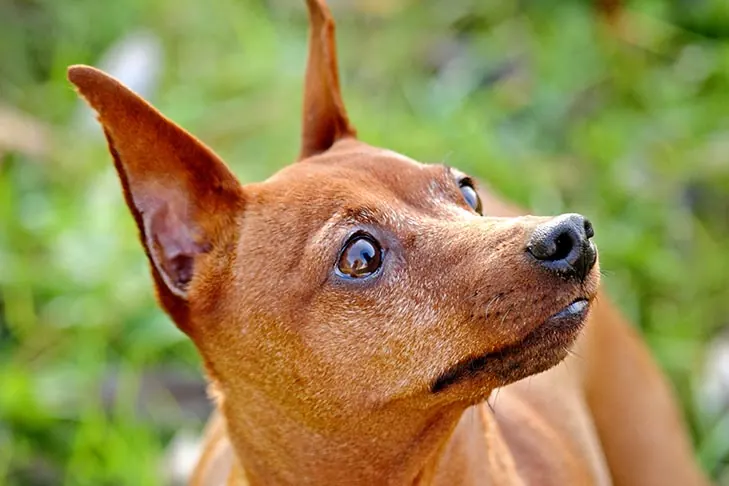گالری تاریخچه مینیاتور پینچر (Miniature Pinscher)