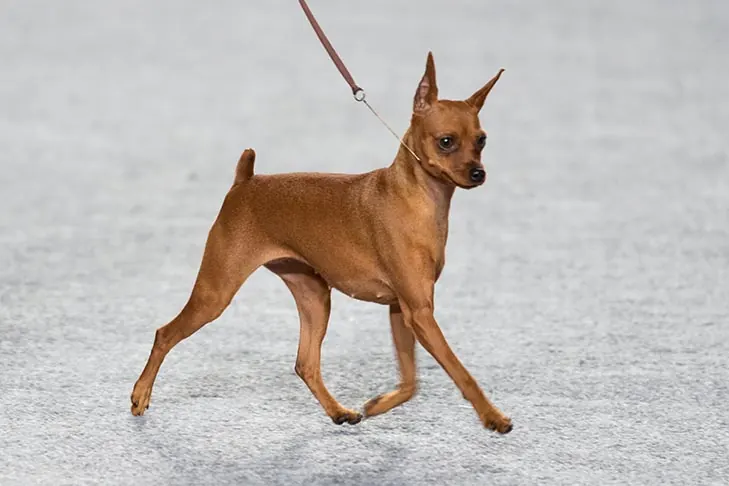 گالری تاریخچه مینیاتور پینچر (Miniature Pinscher)