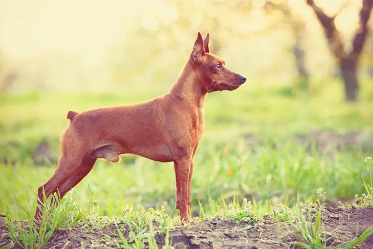 گالری تاریخچه مینیاتور پینچر (Miniature Pinscher)