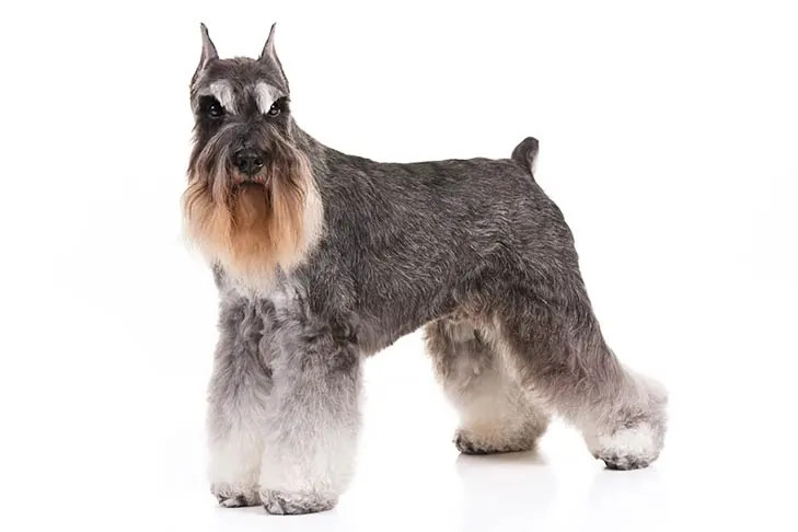 مینیاتور شناوزر (Miniature Schnauzer)
