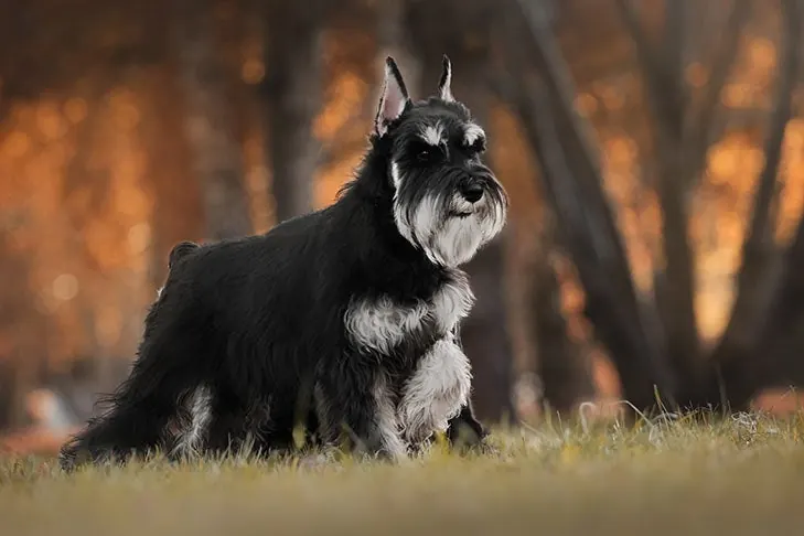Miniature Schnauzer