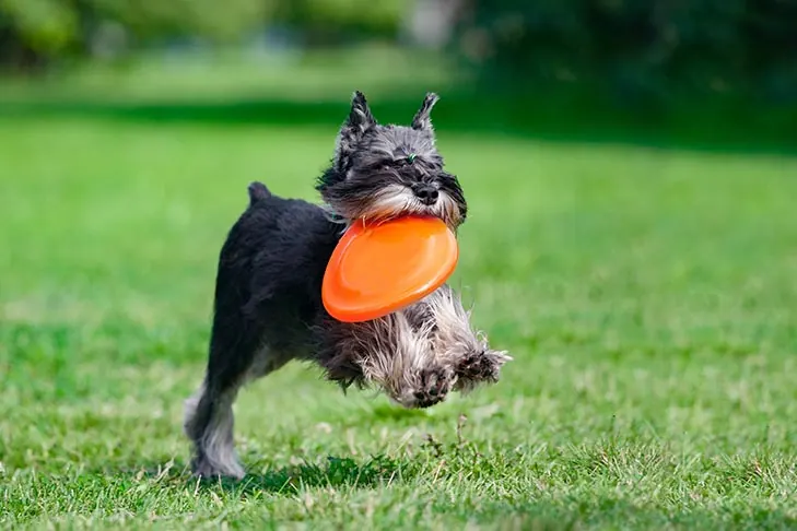 مینیاتور شناوزر (Miniature Schnauzer)