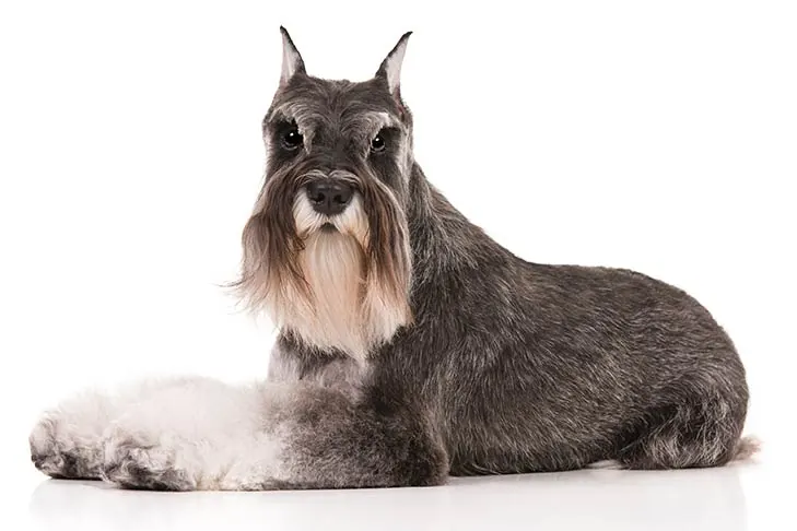گالری تاریخچه مینیاتور شناوزر (Miniature Schnauzer)