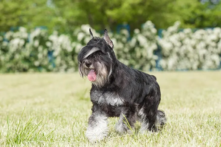 گالری تاریخچه مینیاتور شناوزر (Miniature Schnauzer)