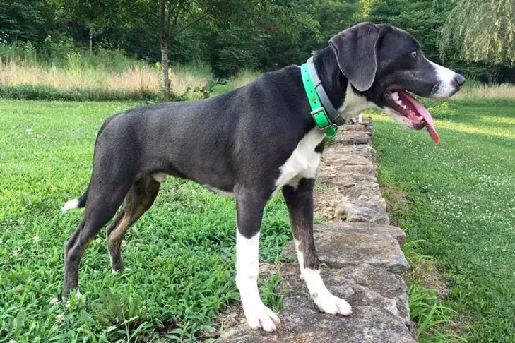 مونتین کر (Mountain Cur)
