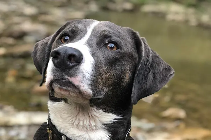 Mountain Cur