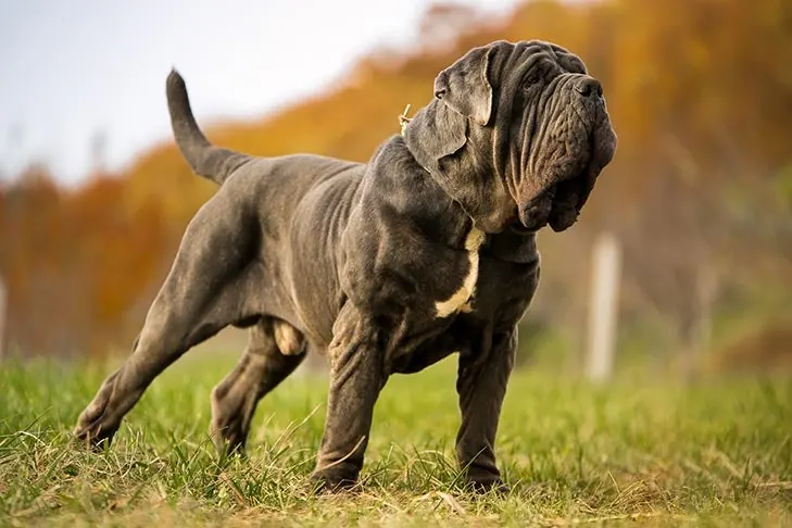 ماستیف ناپلی (Neapolitan Mastiff)