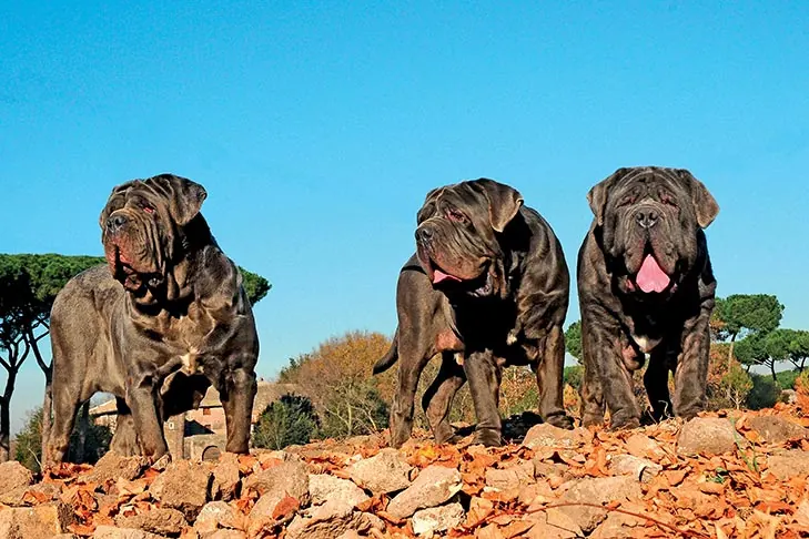 Neapolitan Mastiff
