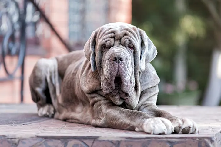 ماستیف ناپلی (Neapolitan Mastiff)