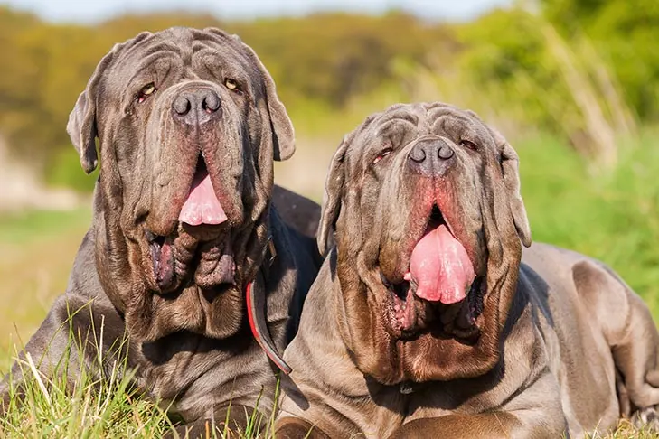 گالری تاریخچه ماستیف ناپلی (Neapolitan Mastiff)