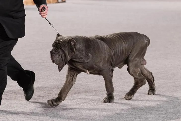گالری تاریخچه ماستیف ناپلی (Neapolitan Mastiff)