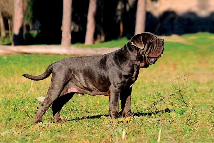 گالری تاریخچه ماستیف ناپلی (Neapolitan Mastiff)