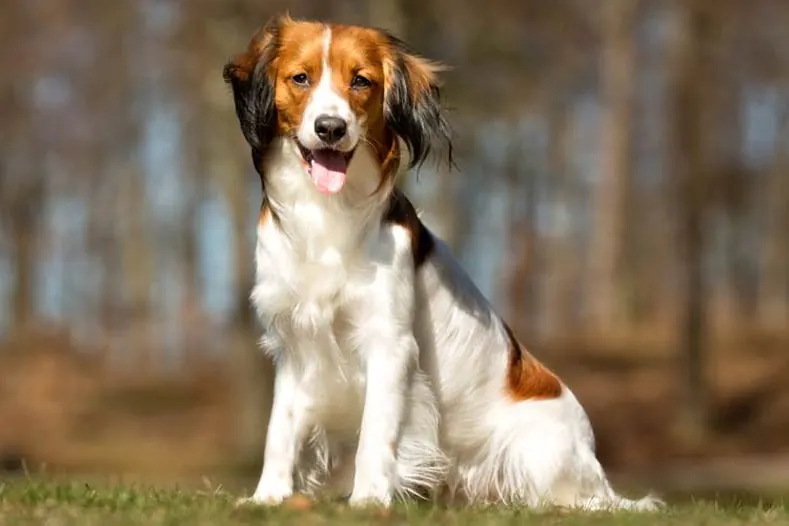 کوئیکرهوندیه هلندی (Nederlandse Kooikerhondje)