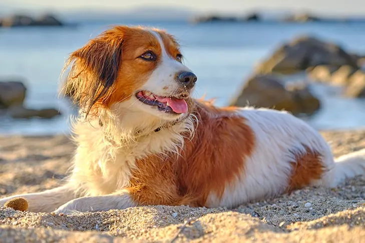 Nederlandse Kooikerhondje