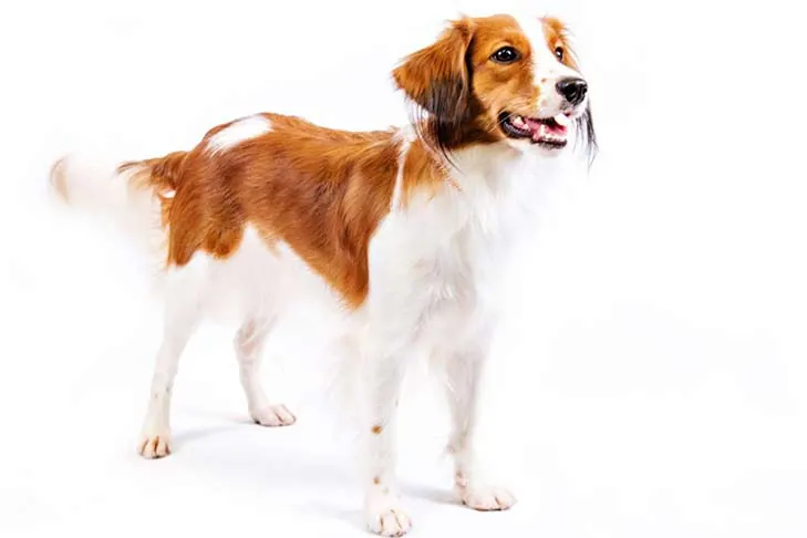 کوئیکرهوندیه هلندی (Nederlandse Kooikerhondje)
