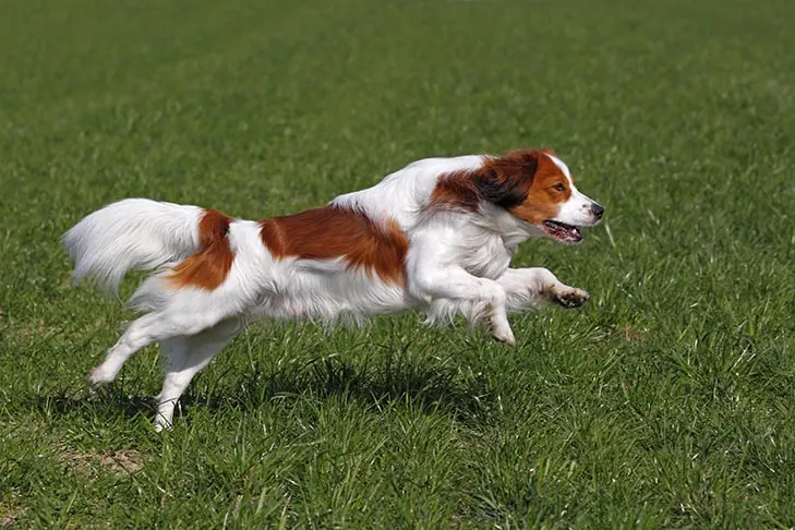 گالری تاریخچه کوئیکرهوندیه هلندی (Nederlandse Kooikerhondje)
