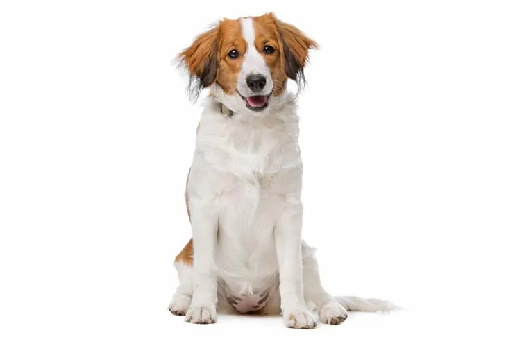 گالری تاریخچه کوئیکرهوندیه هلندی (Nederlandse Kooikerhondje)