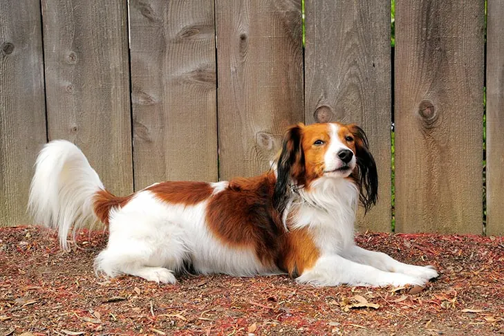 گالری تاریخچه کوئیکرهوندیه هلندی (Nederlandse Kooikerhondje)