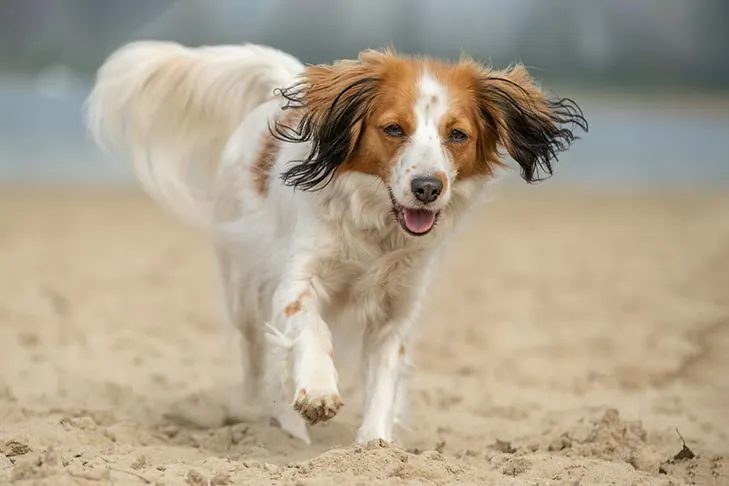 گالری تاریخچه کوئیکرهوندیه هلندی (Nederlandse Kooikerhondje)