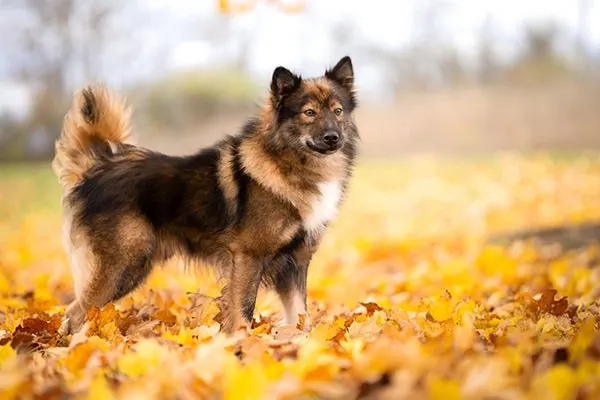 ننتس لایکا (Nenets Laika)