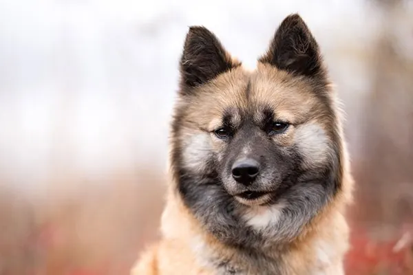 Nenets Laika