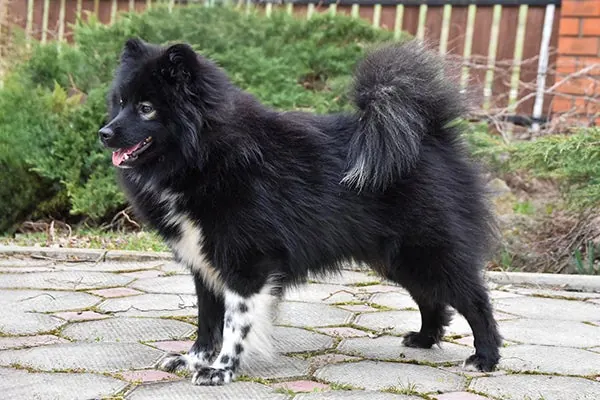 ننتس لایکا (Nenets Laika)