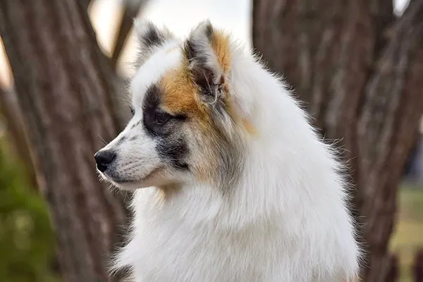 گالری تاریخچه ننتس لایکا (Nenets Laika)