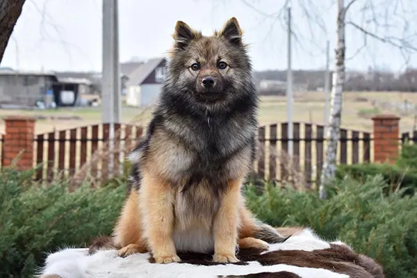 گالری تاریخچه ننتس لایکا (Nenets Laika)