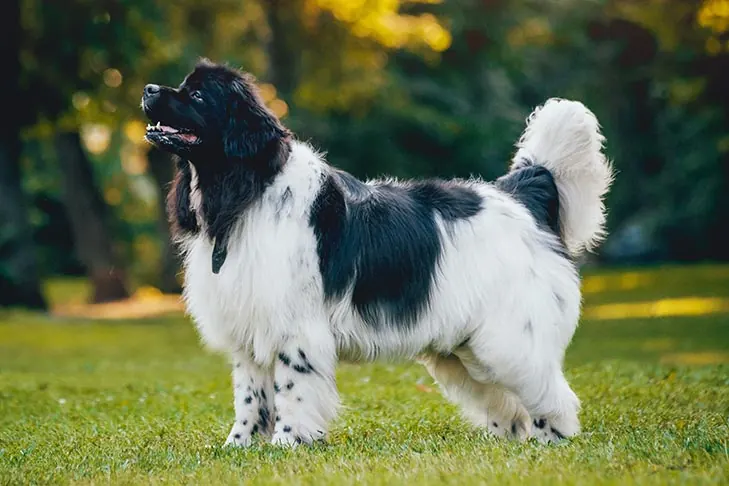 نیوفاندلند (Newfoundland)
