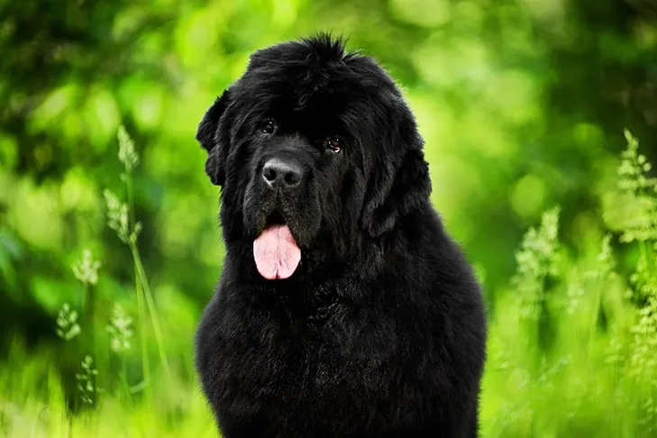 Newfoundland