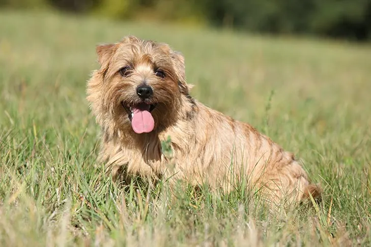 نورفولک تریر (Norfolk Terrier)