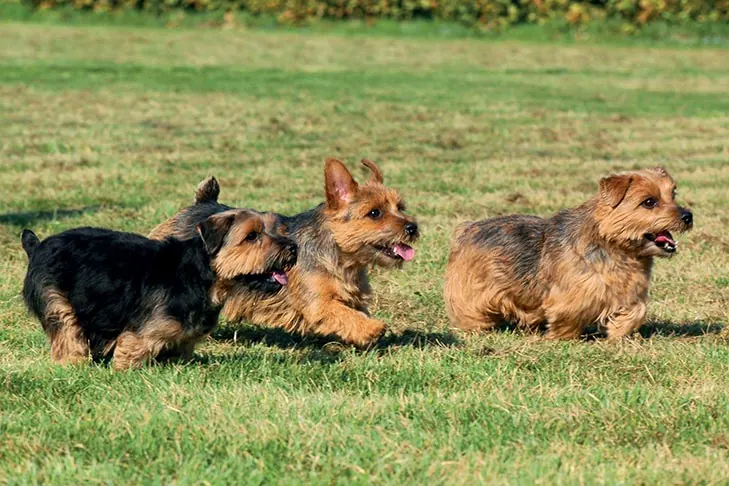 Norfolk Terrier