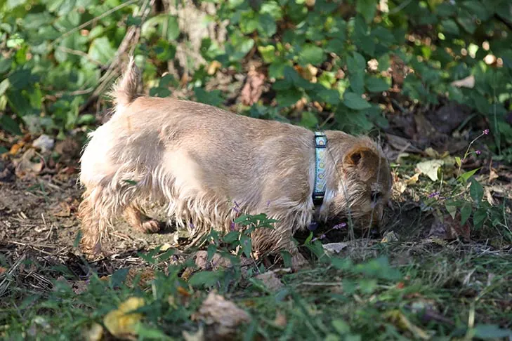 نورفولک تریر (Norfolk Terrier)