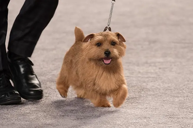 گالری تاریخچه نورفولک تریر (Norfolk Terrier)
