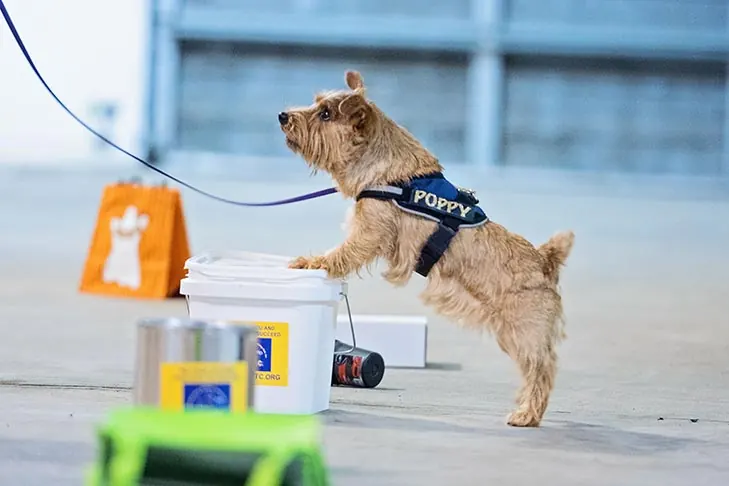گالری تاریخچه نورفولک تریر (Norfolk Terrier)