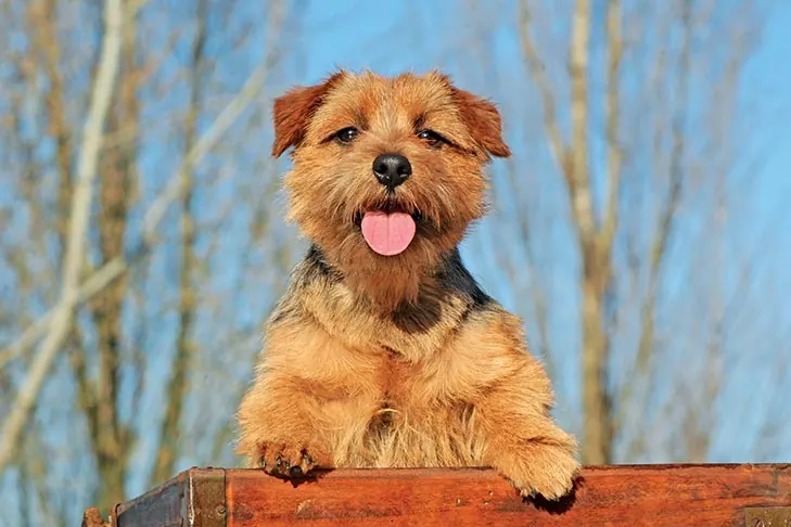 گالری تاریخچه نورفولک تریر (Norfolk Terrier)