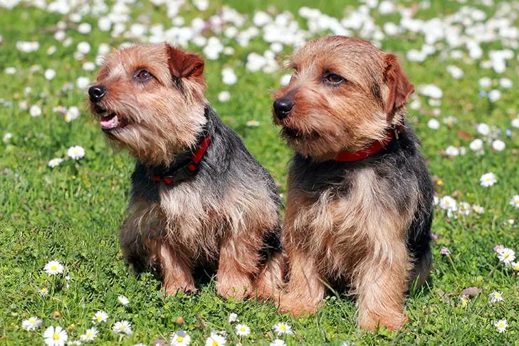 گالری تاریخچه نورفولک تریر (Norfolk Terrier)