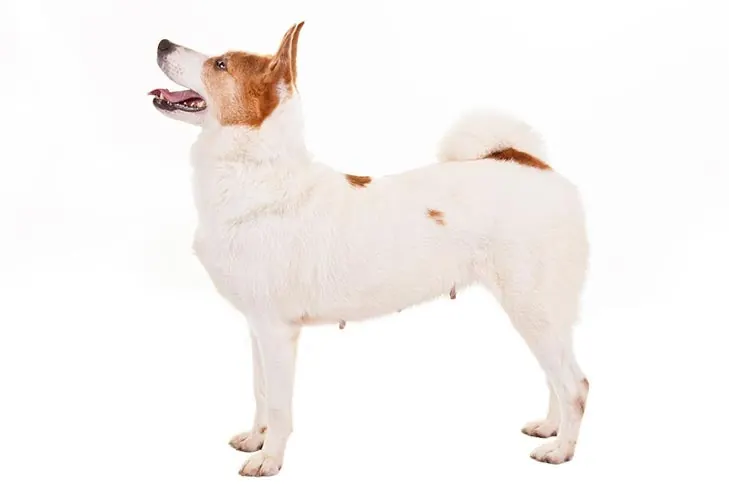 نوربوتن‌اشپتس (Norrbottenspets)