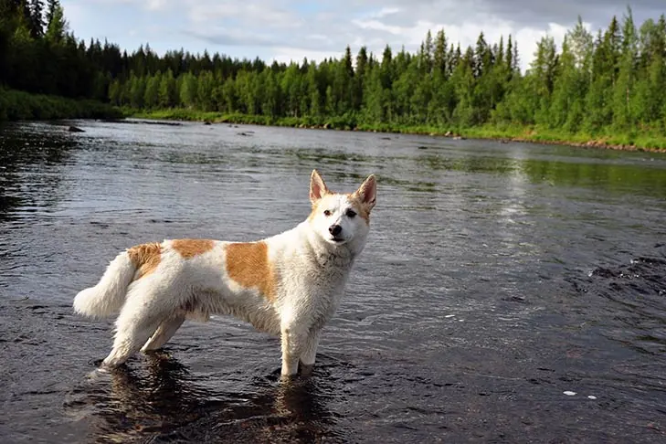 Norrbottenspets