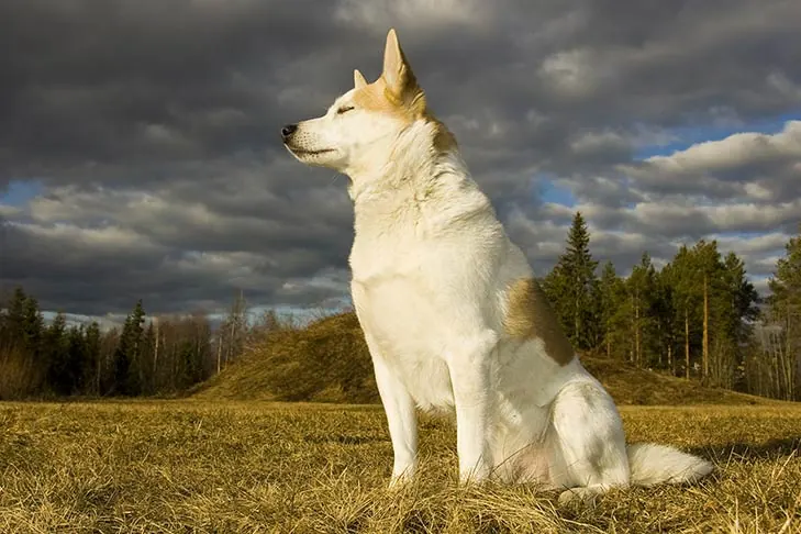 نوربوتن‌اشپتس (Norrbottenspets)