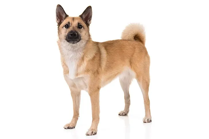 بوهوند نروژی (Norwegian Buhund)