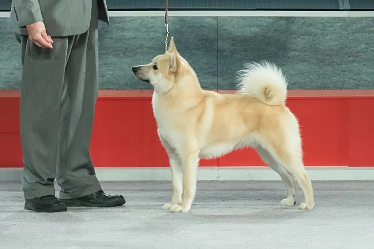 Norwegian Buhund