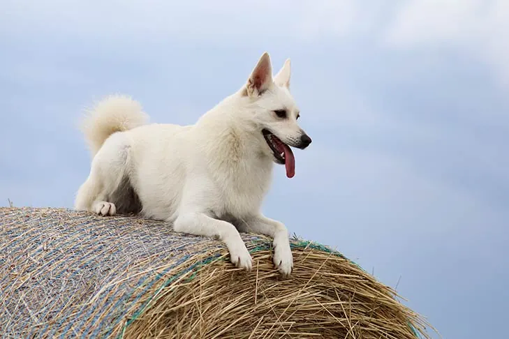 بوهوند نروژی (Norwegian Buhund)