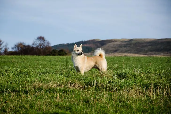 گالری تاریخچه بوهوند نروژی (Norwegian Buhund)